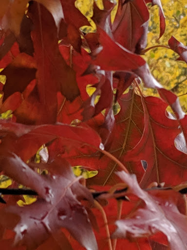 Department Store «Bi-Mart», reviews and photos, 3003 Addy St, Washougal, WA 98671, USA