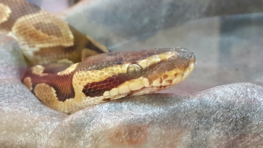 Pet Supply Store «Petco Animal Supplies», reviews and photos, 3380 124th Ave NW, Coon Rapids, MN 55433, USA