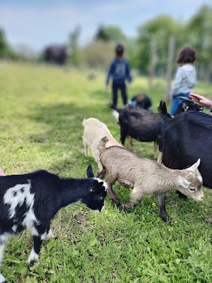 La ferme Ani'May à Le May-sur-Èvre