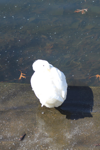 Art Museum «The Parthenon», reviews and photos, 2500 West End Ave, Nashville, TN 37203, USA