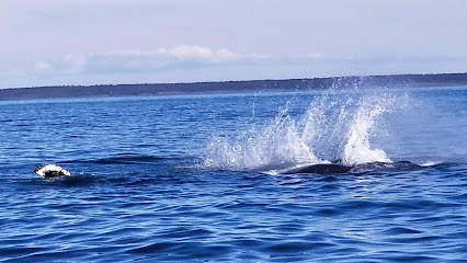 Ocean Explorations Zodiac Whale Cruises