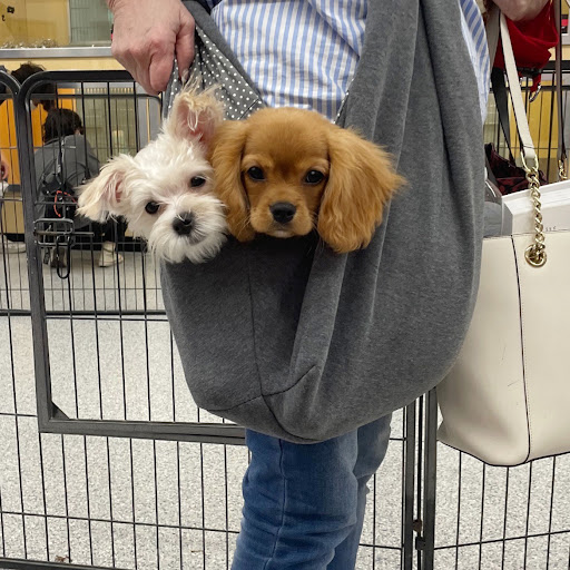 Pet Store «Animal Kingdom», reviews and photos, 4500 N Oracle Rd #254, Tucson, AZ 85705, USA