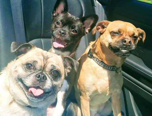 Pet Supply Store «Unleashed by Petco», reviews and photos, 6 Shipyard Dr #1f, Hingham, MA 02043, USA