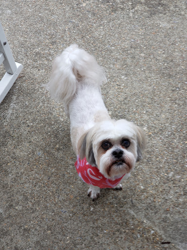 Pet Groomer «Dog House Grooming Shop», reviews and photos, 103 Mohawk Dr, Portsmouth, VA 23701, USA