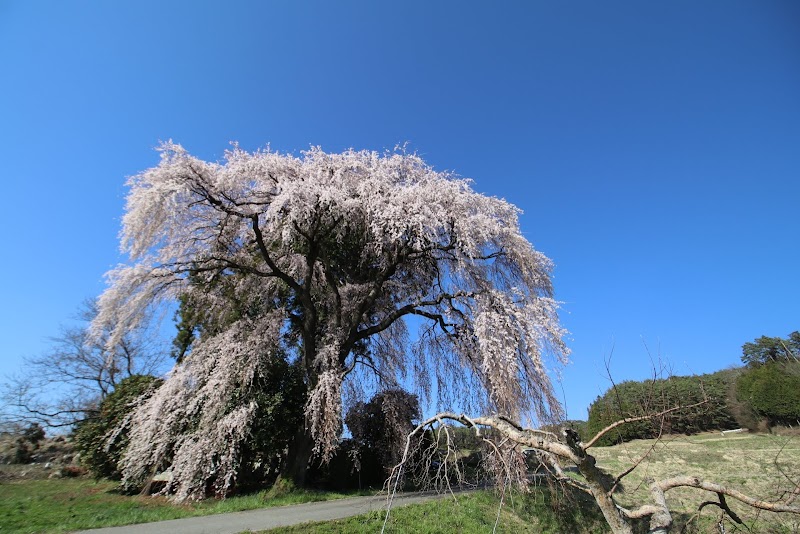 南吉瀬の枝垂れ桜