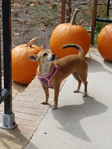 Pet Supply Store «Pet Supplies Plus», reviews and photos, 2410 Augusta Rd, West Columbia, SC 29169, USA