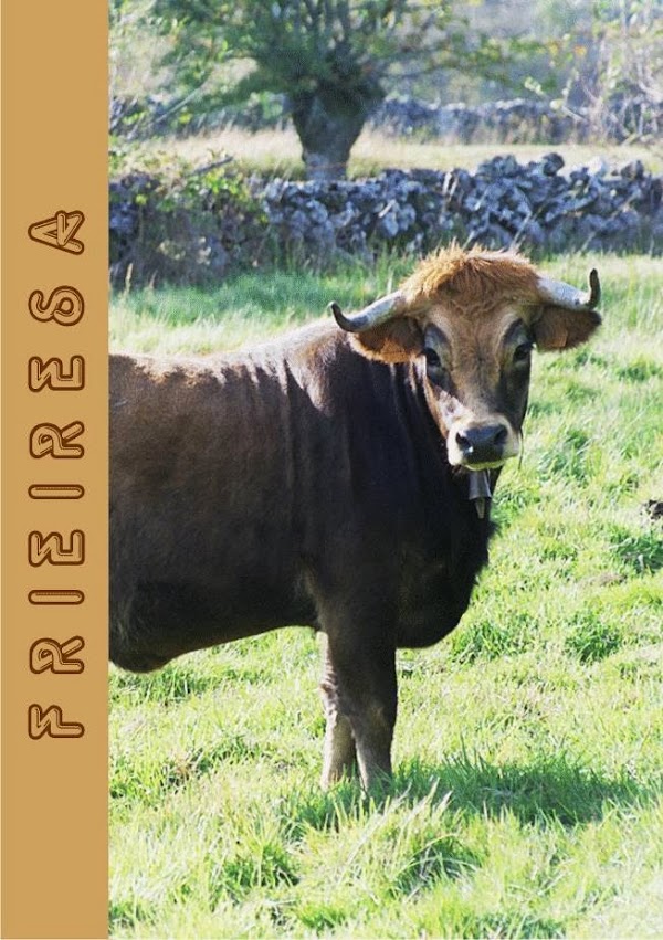 Gallaecia Carniceros