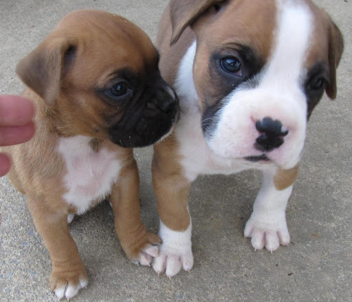 Vineyard «Stone Mountain Vineyards», reviews and photos, 1376 Wyatt Mountain Rd, Dyke, VA 22935, USA