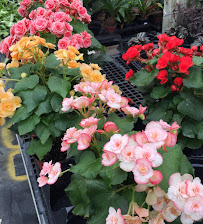 Springtime Garden Center - Photo 9 - Car repair in Lee's Summit, MO, Lee's Summit