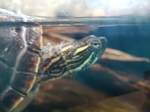 Recreation Center «Little Red Schoolhouse Nature Center», reviews and photos, 9800 Willow Springs Rd, Willow Springs, IL 60480, USA