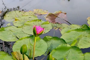 Baihelianhua Park image