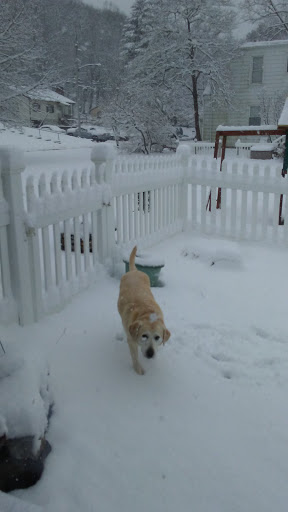 Golf Club «Alling Memorial Golf Course», reviews and photos, 35 Eastern St, New Haven, CT 06513, USA