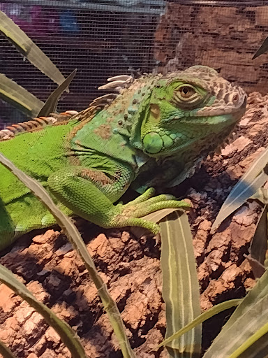 Pet Store «Exotic Tropical Petworld LLC.», reviews and photos, 1716 W Hackberry Ave, McAllen, TX 78501, USA