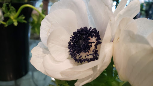 Florist «Mia fiori», reviews and photos, 5840 Legacy Cir D165, Plano, TX 75024, USA