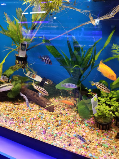 Pet Store «Tanks A Lot Aquariums», reviews and photos, 6680 Lantana Rd, Lake Worth, FL 33467, USA