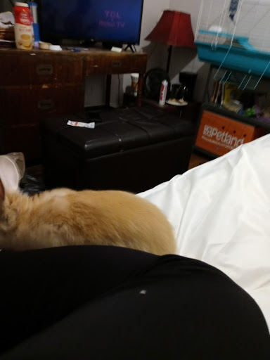 Pet Store «Petland», reviews and photos, 351 Diederich Blvd, Ashland, KY 41101, USA