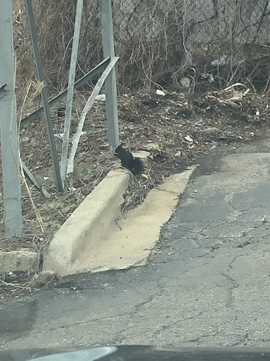 Animal Control Service «Platinum Wildlife Removal», reviews and photos