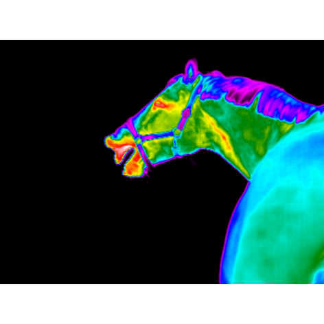 Thermo-Vet Thermografie für Pferde Laserakupunktur Bemer Laserbehandlung Akupunktur unter Witten, 