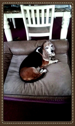 Pet Supply Store «Petco Animal Supplies», reviews and photos, 240 Upland Square Dr, Stowe, PA 19464, USA