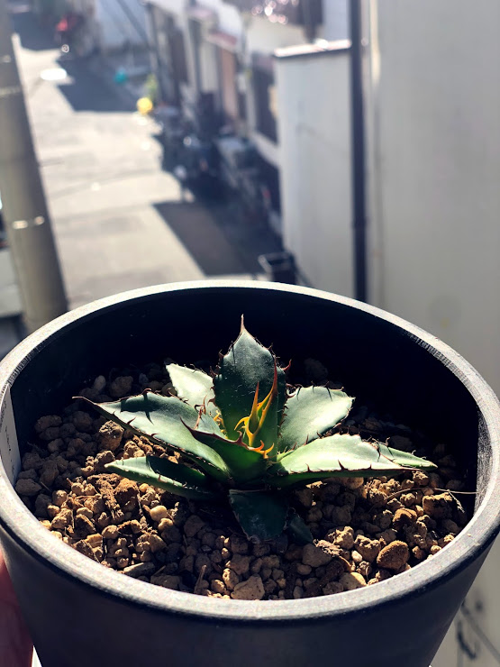 A Plants Aプランツ 観葉植物販売 大阪府大阪市鶴見区緑 インテリア用品店 ホームセンター グルコミ