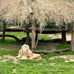 Photo n° 5 de l'avis de julien.u fait le 01/06/2024 à 10:54 pour Safari Lodge & Suite - Zoo de La Flèche à La Flèche