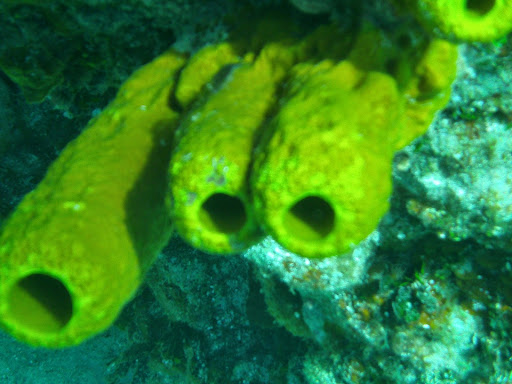 SCUBA Instructor «Anchor Bay Scuba Inc.», reviews and photos, 8655 Dixie Hwy, Fair Haven, MI 48023, USA