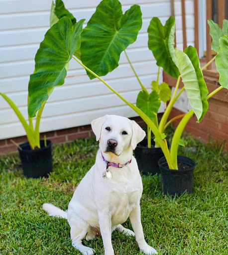 Pet Supply Store «Care-A-Lot Pet Supply», reviews and photos, 1924 Diamond Springs Rd, Virginia Beach, VA 23455, USA