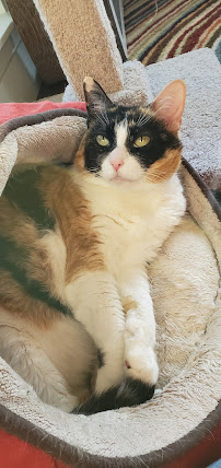 Selena's Pet Sitting Services! - Photo 7 - Car repair in , Bellevue