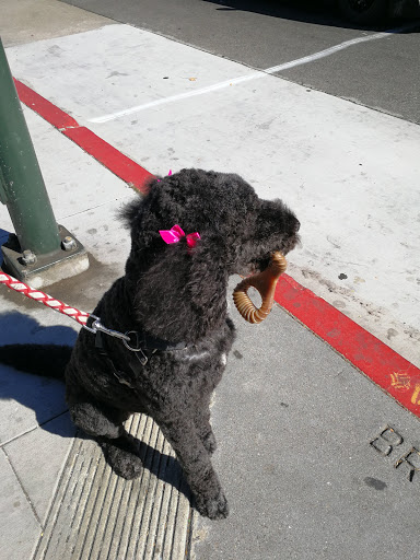 Pet Store «Bow Wow Meow», reviews and photos, 2150 Polk St, San Francisco, CA 94109, USA