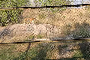 माचिया पार्क शेर का पिंजरा , जोधपुर image