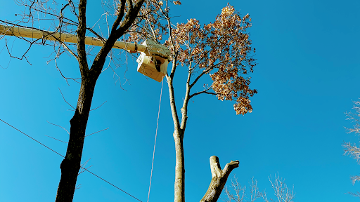 Tree service High Point