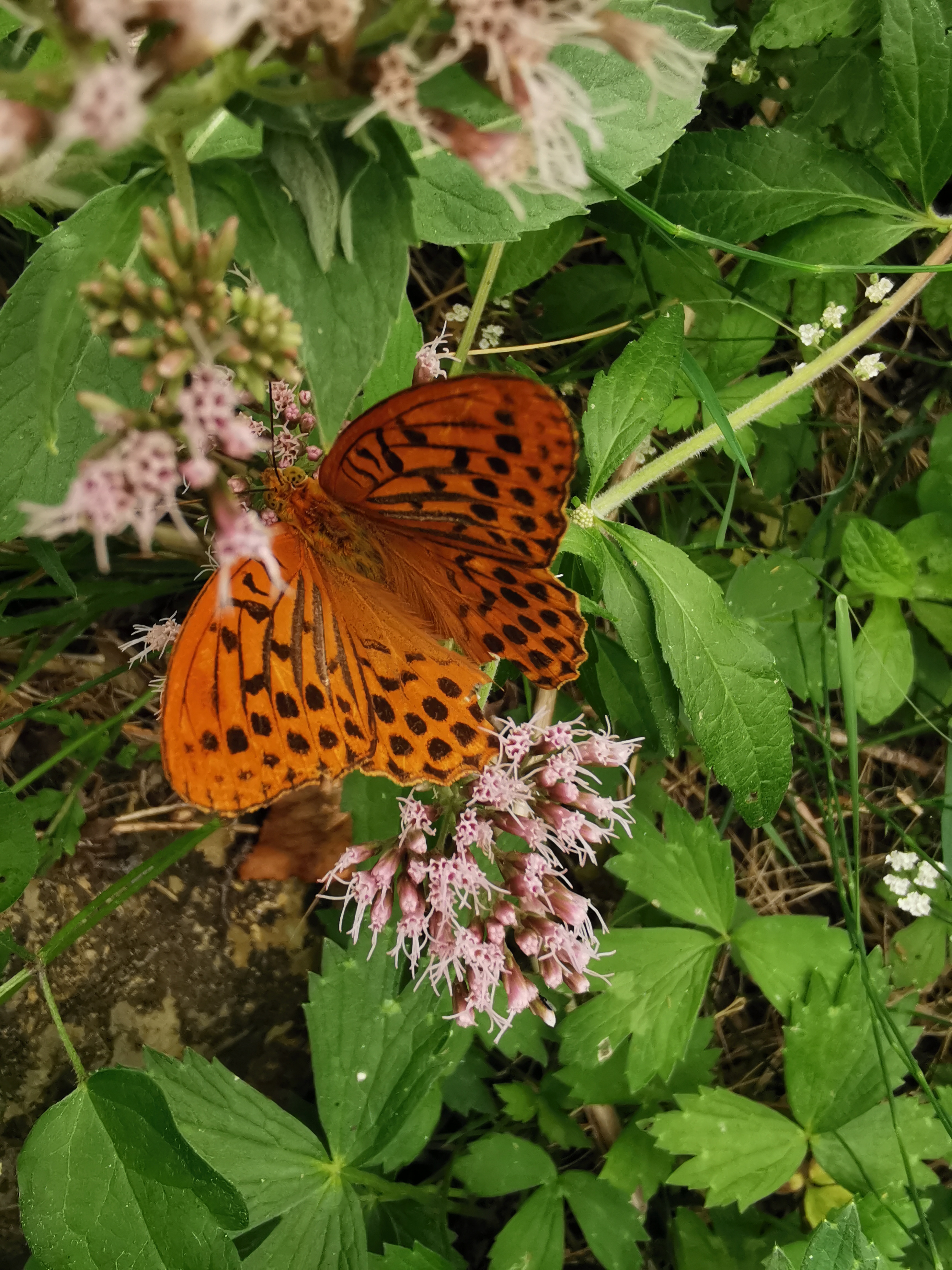 Photo n° 2 de l'avis de Gérald.A fait le 26/08/2023 à 19:03