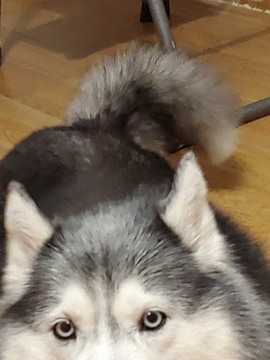 Pet Supply Store «PetSmart», reviews and photos, 162 S Gary Ave, Bloomingdale, IL 60108, USA