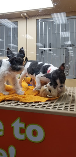 Pet Store «Petland Las Vegas», reviews and photos, 8800 W Charleston Blvd #3, Las Vegas, NV 89145, USA