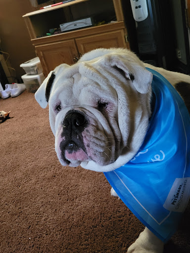 Pet Store «PetSmart», reviews and photos, 727 N Hwy 67, Cedar Hill, TX 75104, USA