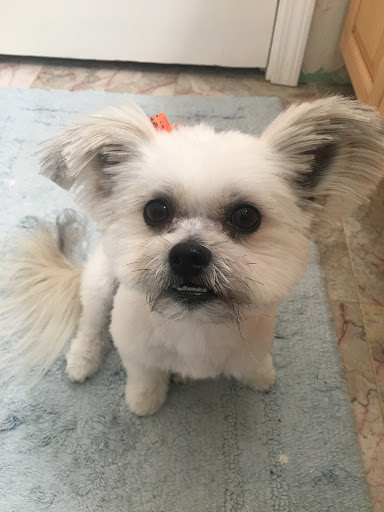 Pet Supply Store «Mom & Pups Inc», reviews and photos, 800 Whitlock Ave NW #104, Marietta, GA 30064, USA