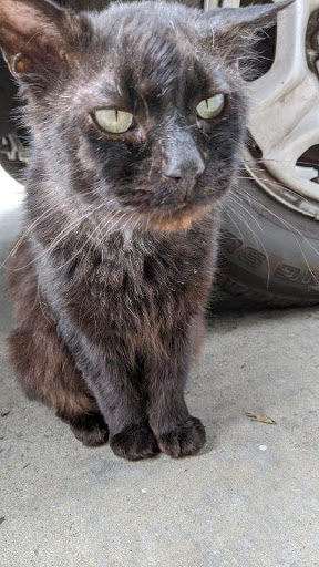 Pet Supply Store «Centinela Feed & Pet Supplies», reviews and photos, 4700 Pacific Coast Hwy, Long Beach, CA 90804, USA