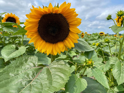 Fruit and Vegetable Store «Henley Farm», reviews and photos, 3513 Charity Neck Rd, Virginia Beach, VA 23456, USA