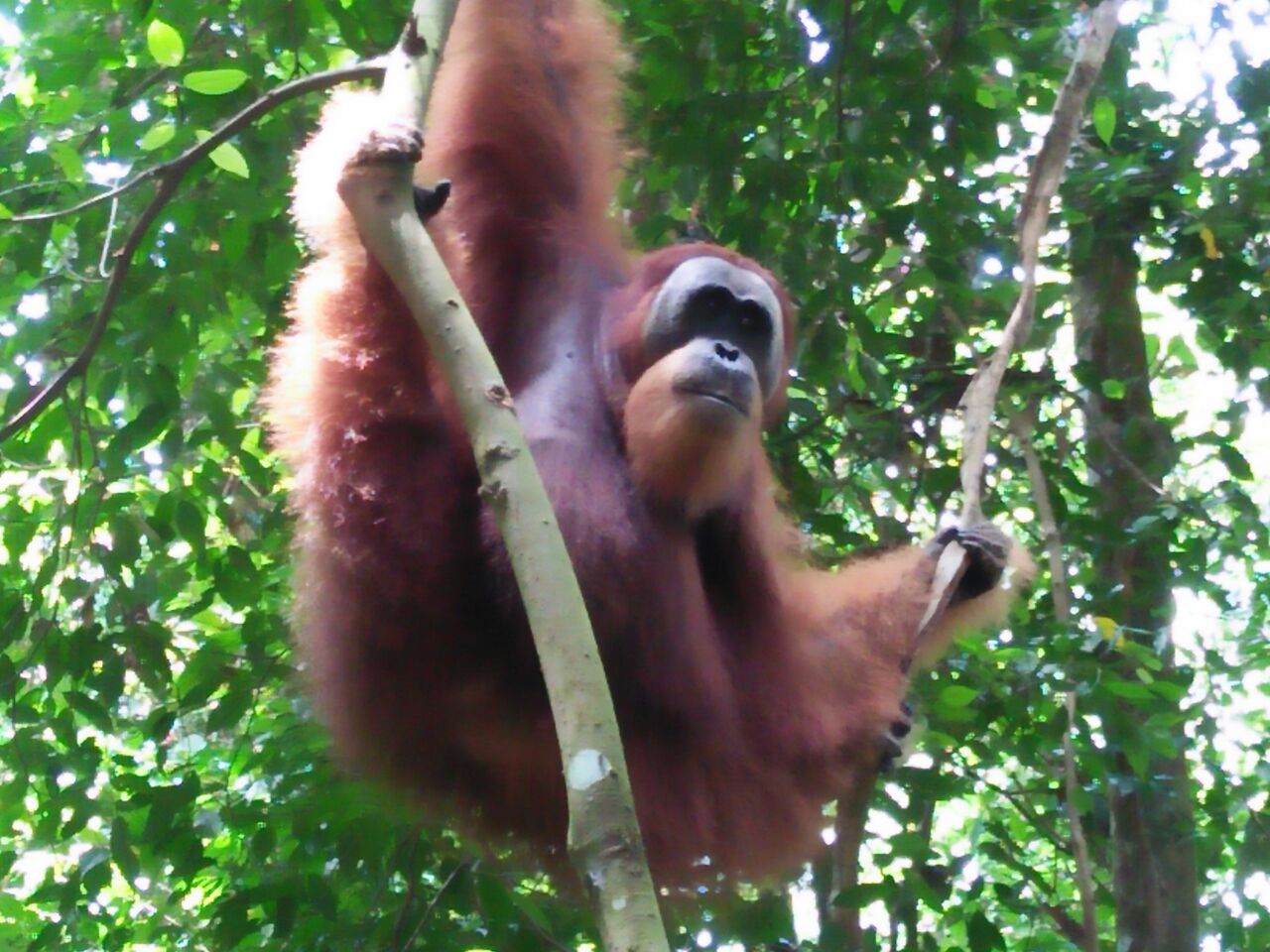 Leuser Eco Adventure Photo