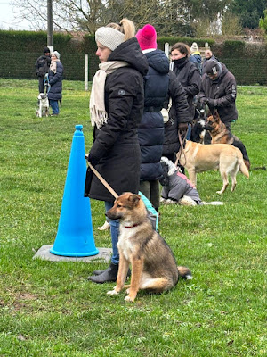 Educateur Canin : Dressage chien à Bucy-le-Long