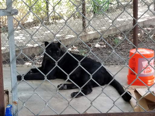 Wildlife Rescue Service «In-Sync Exotics», reviews and photos, 3430 Skyview Dr, Wylie, TX 75098, USA