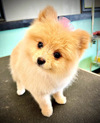 SPAW Pet Grooming & Boutique - Photo 7 - Car repair in Abilene, TX, Abilene