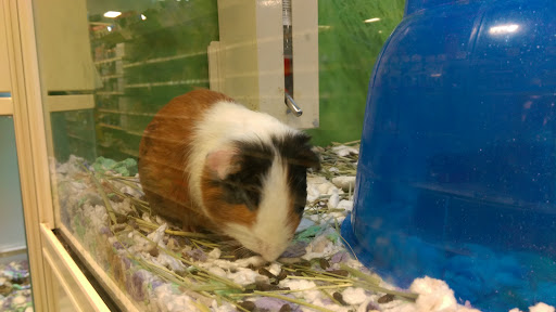 Pet Supply Store «PetSmart», reviews and photos, 15555 E 14th St, San Leandro, CA 94578, USA