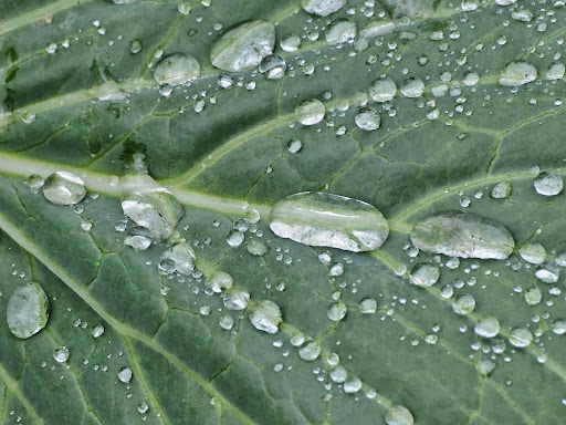 Farm «Heron Pond Farm», reviews and photos, 299 Main Ave, South Hampton, NH 03827, USA