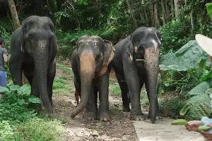 Elephant Sanctuary Khaolak image