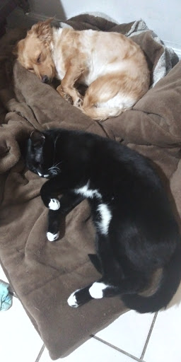 Pet Supply Store «Pet Supplies Plus», reviews and photos, 74-17 Grand Ave, Maspeth, NY 11378, USA