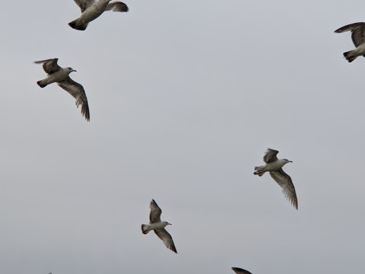 Park «Pierson Park», reviews and photos, 238 W Main St, Tarrytown, NY 10591, USA