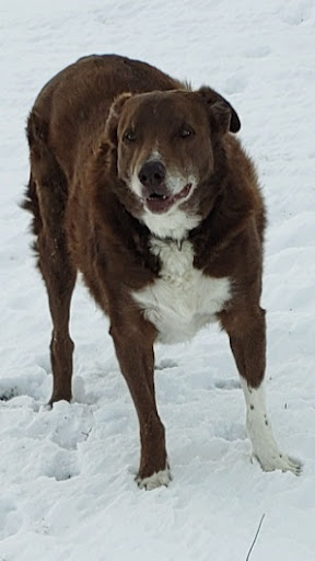 Pet Supply Store «Petco Animal Supplies», reviews and photos, 911 N Stratford Rd c, Moses Lake, WA 98837, USA