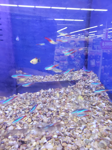 Grocery Store «Meijer», reviews and photos, 15 Caberfae Hwy, Manistee, MI 49660, USA