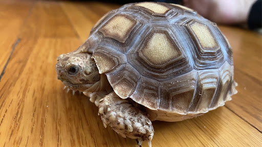 Pet Store «The Pet Zone», reviews and photos, 20 W Oak St, Pittston, PA 18640, USA